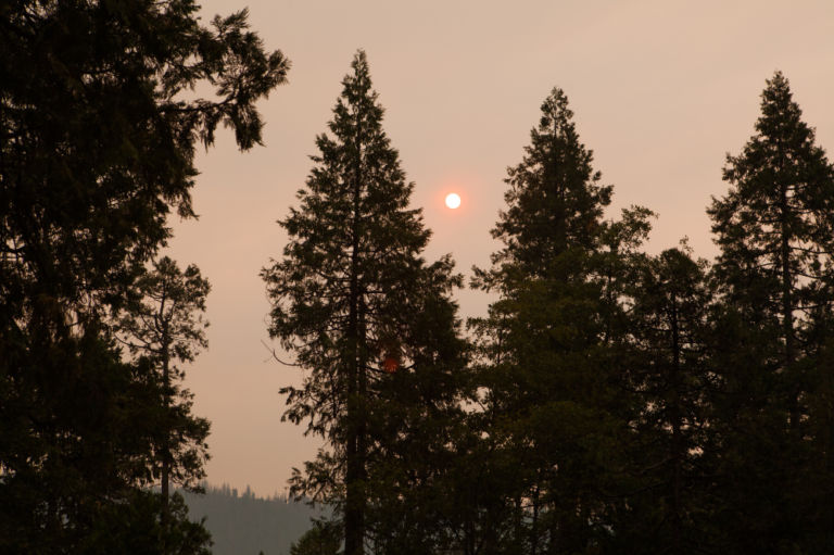 Wildfire smoke and trees